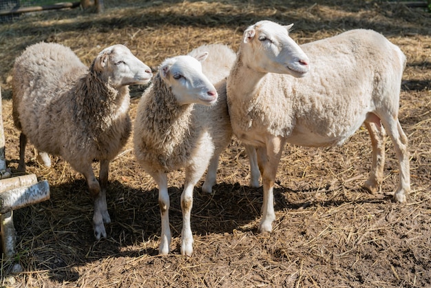 Schapen in de kraal. Schapen huisdieren op de boerderij.