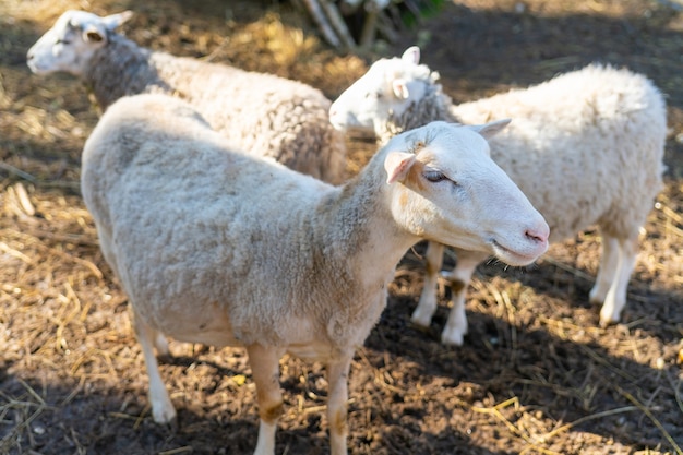 Schapen in de kraal. Schapen huisdieren op de boerderij.