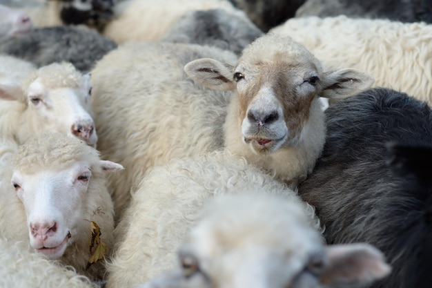 Schapen in de kudde