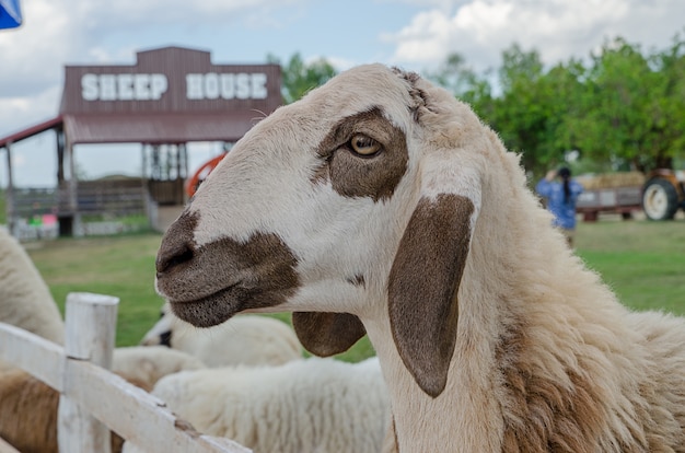 Schapen in de natuur op weide. Buiten kweken.