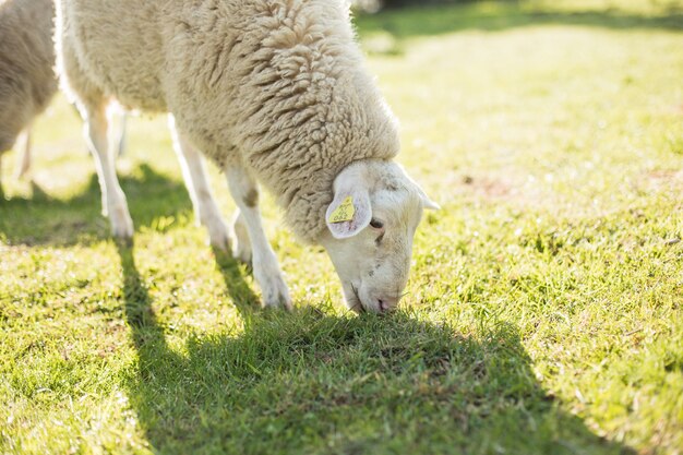 Schapen in de natuur op weide Landbouw buiten