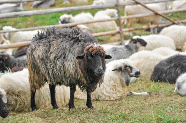 Schapen in de paddock buiten