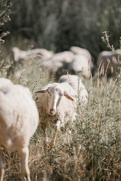 Schapen in de paddock op de achtergrond van een tarweveld Boerderijdieren Veehouderij en landbouw