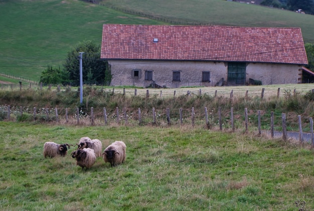 Schapen in de pyreneeën frans