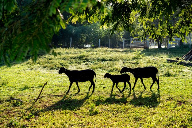 Foto schapen in de weide in het ochtendlicht