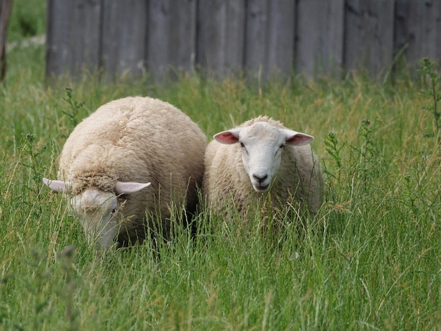 schapen in Duitsland.