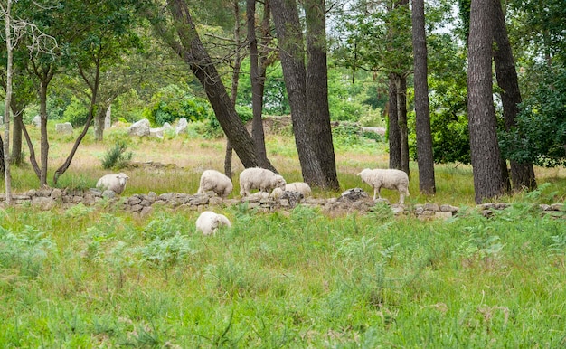 schapen in een bos
