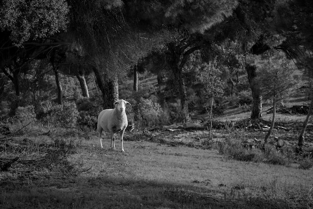 Foto schapen in een dennenwoud