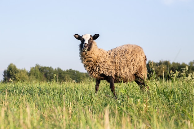 Schapen in een grasveld