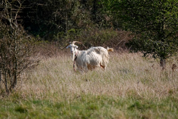 Foto schapen in een veld