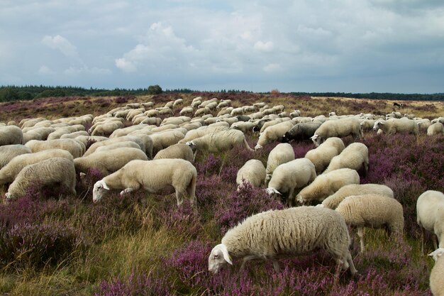 Foto schapen in een veld