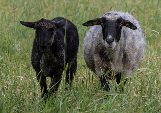 Foto schapen in een veld