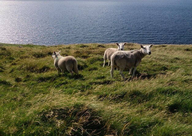 Foto schapen in een veld