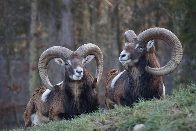 Foto schapen in een veld