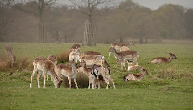 Foto schapen in een veld