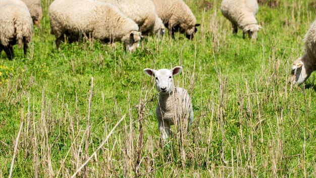 Foto schapen in een veld