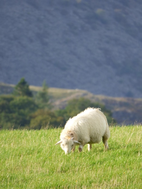Foto schapen in een veld