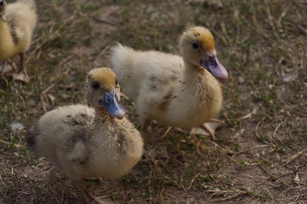 Foto schapen in een veld