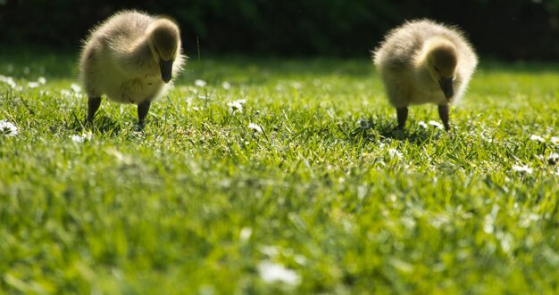 Foto schapen in een veld