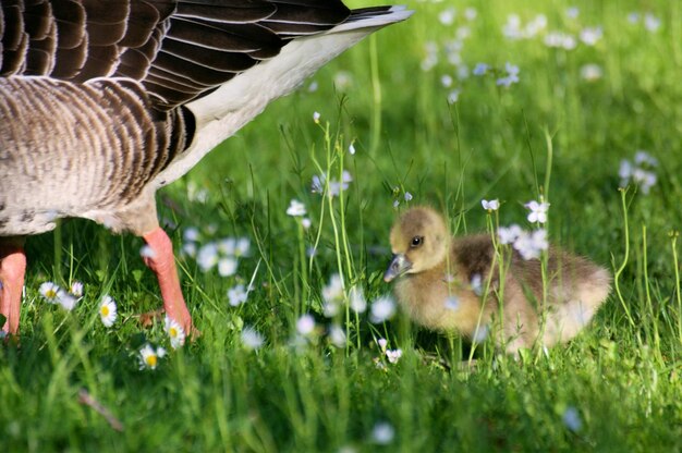 Foto schapen in een veld