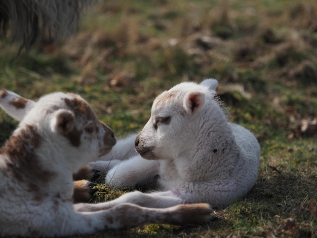 Foto schapen in een veld