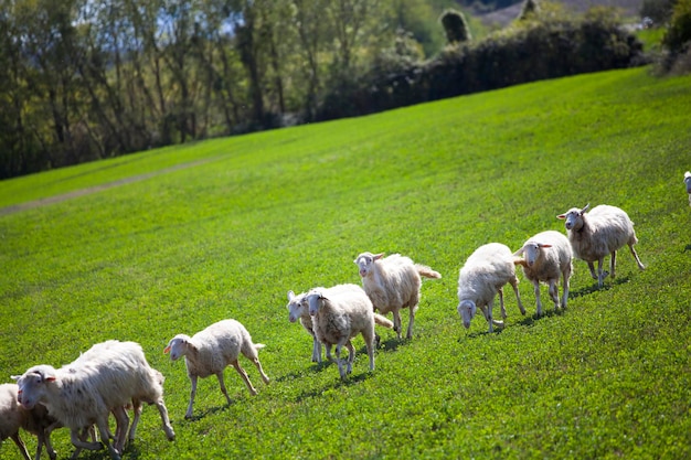 Schapen in een veld