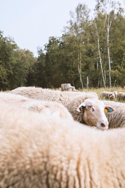 Schapen in een veld