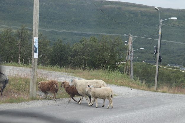 Foto schapen in een veld