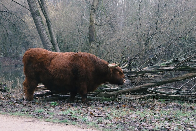 Foto schapen in een veld