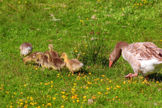 Foto schapen in een veld