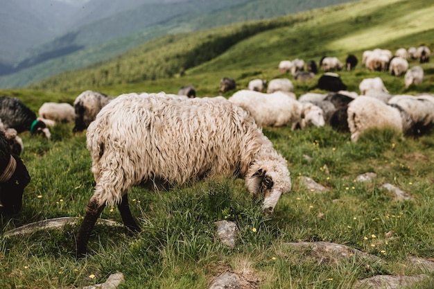 Schapen in een weiland op groen gras. kudde schapen grazen in een heuvel. europese bergen traditionele herder in hooggelegen velden, prachtige natuur