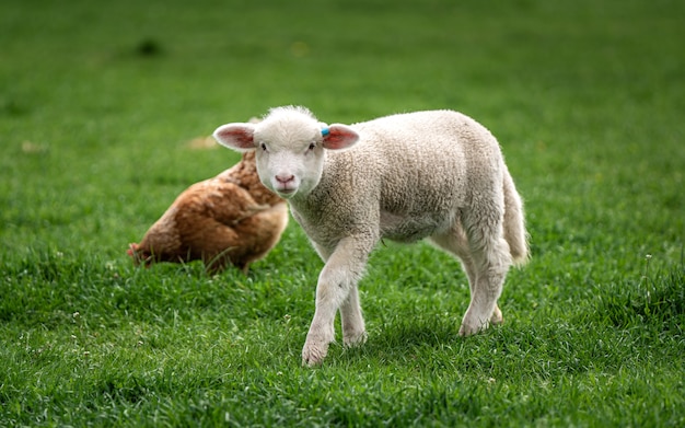 Schapen in groen weiland