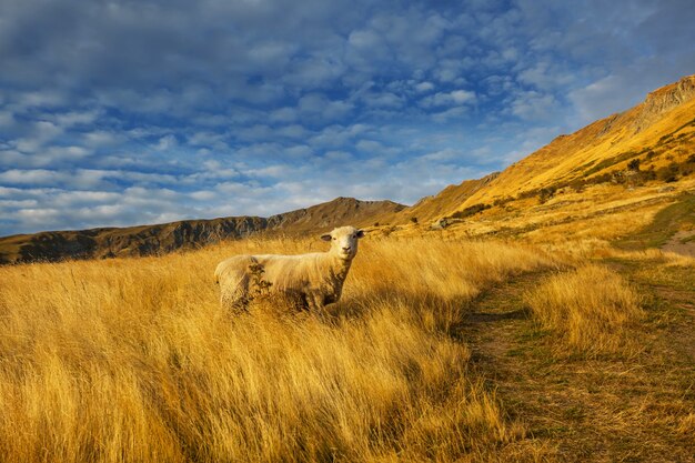 Schapen in groene bergweide, landelijke scène in Nieuw-Zeeland