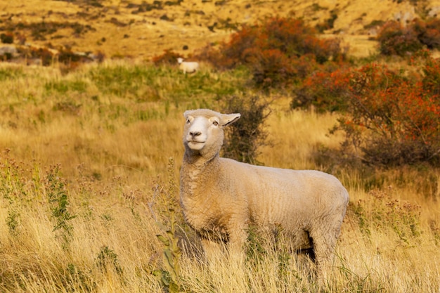 Schapen in groene bergweide, landelijke scène in Nieuw-Zeeland