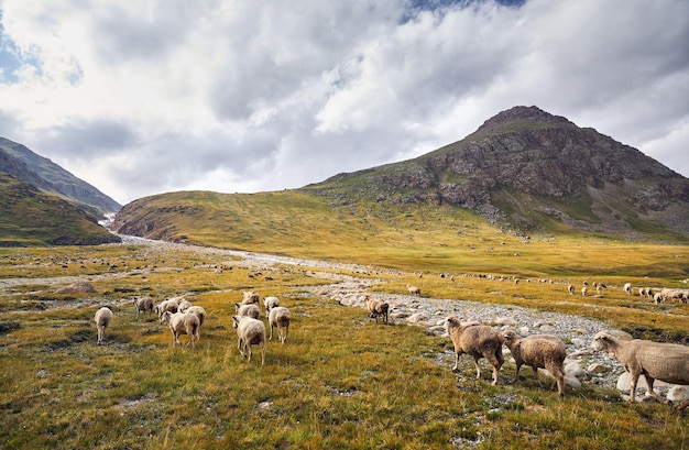 Schapen in het bergdal