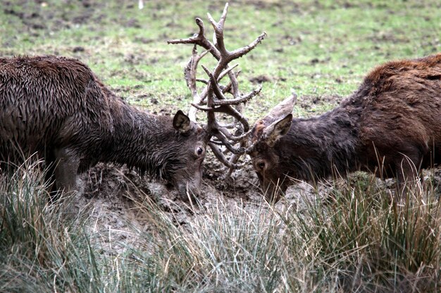 Foto schapen in het gras