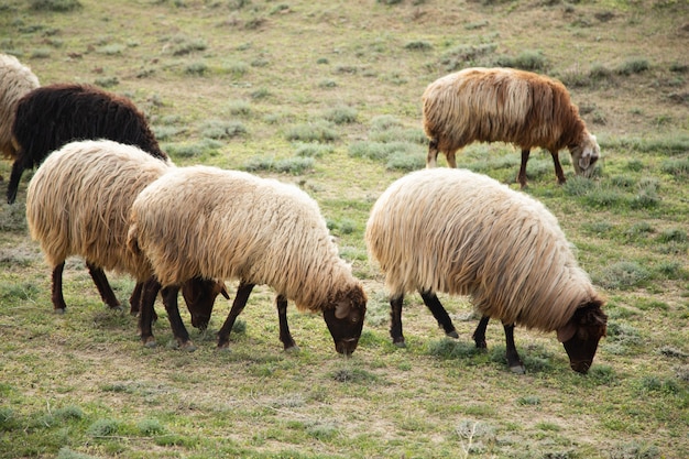 Schapen in het veld eten gras