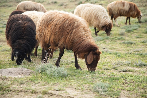 Schapen in het veld eten gras