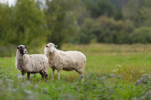 Schapen in het veld grazen in het groene gras.