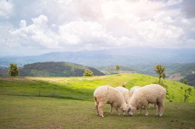 Schapen in het veld op de berg