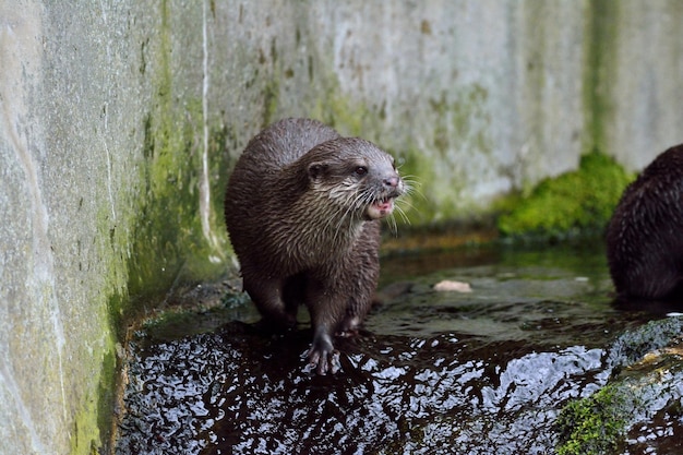 Schapen in het water in de dierentuin
