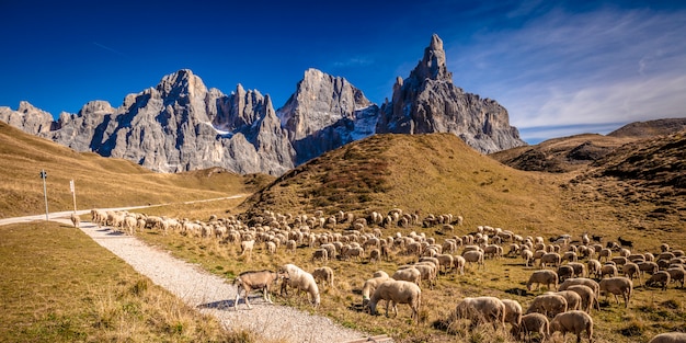 Schapen in passo rolle