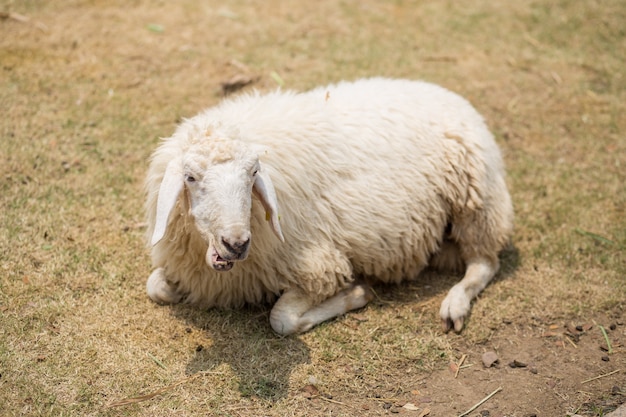 schapen koesteren op gras