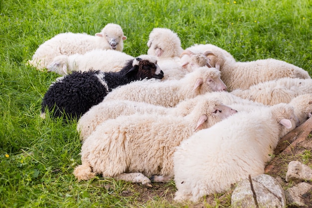 Foto schapen liggen en rusten in de schaduw op een weiland