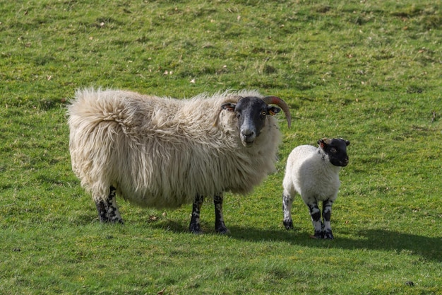 Schapen met lam op een grasveld