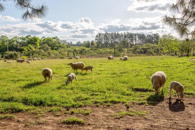 Schapen met welpen in een groen veld