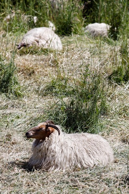 Foto schapen ontspannen op een grasveld