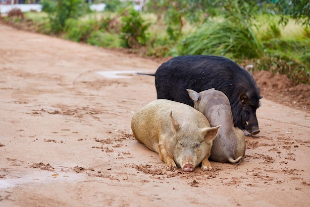 Schapen ontspannen op een veld