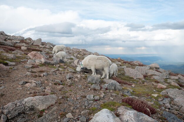 Foto schapen op de berg tegen de hemel.