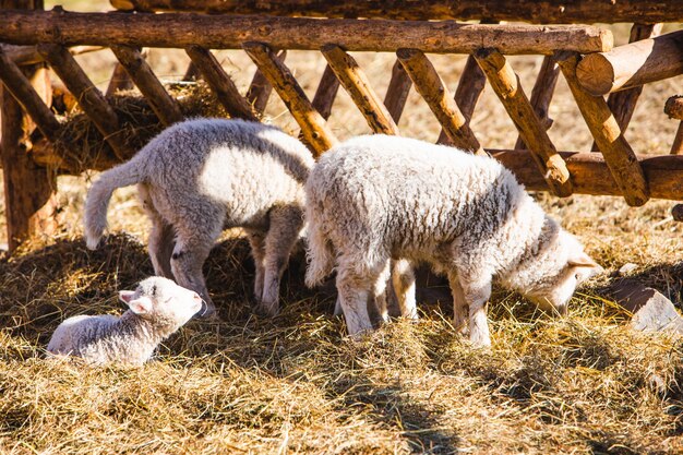 Schapen op de boerderij die hooi eten